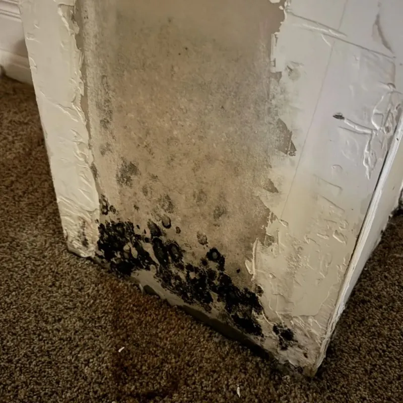 Professional Mold Removal in Wythe County, VA
